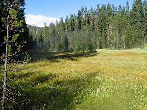 Click image for larger version

Name:	Crane flat meadow resiz.JPG
Views:	765
Size:	58.8 KB
ID:	284