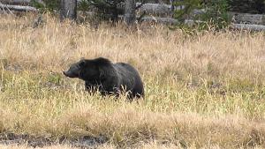 Click image for larger version

Name:	Grizzley.jpg
Views:	207
Size:	1.51 MB
ID:	15116