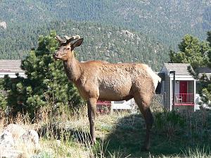 Click image for larger version

Name:	Estes elk poses.JPG
Views:	499
Size:	84.5 KB
ID:	1291