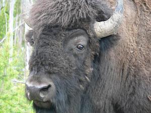 Click image for larger version

Name:	sweet bison best.JPG
Views:	529
Size:	51.9 KB
ID:	1292