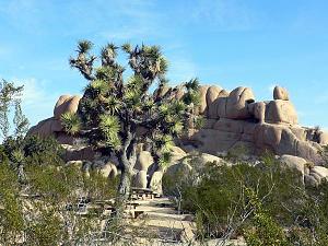 Click image for larger version

Name:	JoshuaTree 2 small web.JPG
Views:	488
Size:	66.4 KB
ID:	969