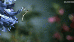 Click image for larger version

Name:	mantis_caught_by_chameleons_tongue.gif
Views:	199
Size:	941.9 KB
ID:	10911