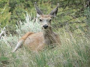 Click image for larger version

Name:	mom mule deer best.JPG
Views:	542
Size:	57.0 KB
ID:	1288