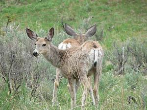 Click image for larger version

Name:	2 baby mule deer best.JPG
Views:	515
Size:	61.8 KB
ID:	1289