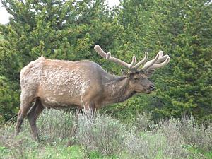 Click image for larger version

Name:	Yellowstone elk best.JPG
Views:	509
Size:	69.9 KB
ID:	1293