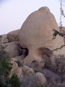 Click image for larger version

Name:	JoshuaTree and skull small web.JPG
Views:	454
Size:	20.8 KB
ID:	973