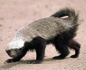 Click image for larger version

Name:	Honey_badger.jpg
Views:	67
Size:	49.9 KB
ID:	10915