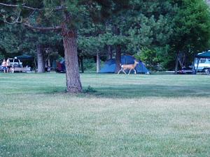 Click image for larger version

Name:	Campground Deer.jpg
Views:	305
Size:	121.3 KB
ID:	1514